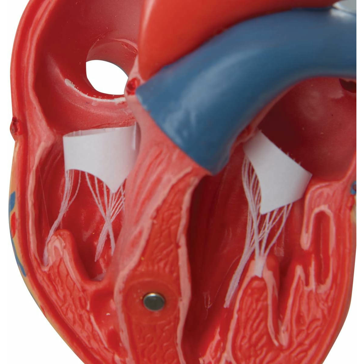 3B Scientific Modelo Anatómico Humano - Modelo Clásico de Corazón Humano, 2 Piezas + App de anatomía gratuita - 3B Smart Anatomy