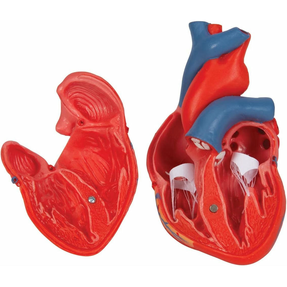 3B Scientific Modelo Anatómico Humano - Modelo Clásico de Corazón Humano, 2 Piezas + App de anatomía gratuita - 3B Smart Anatomy