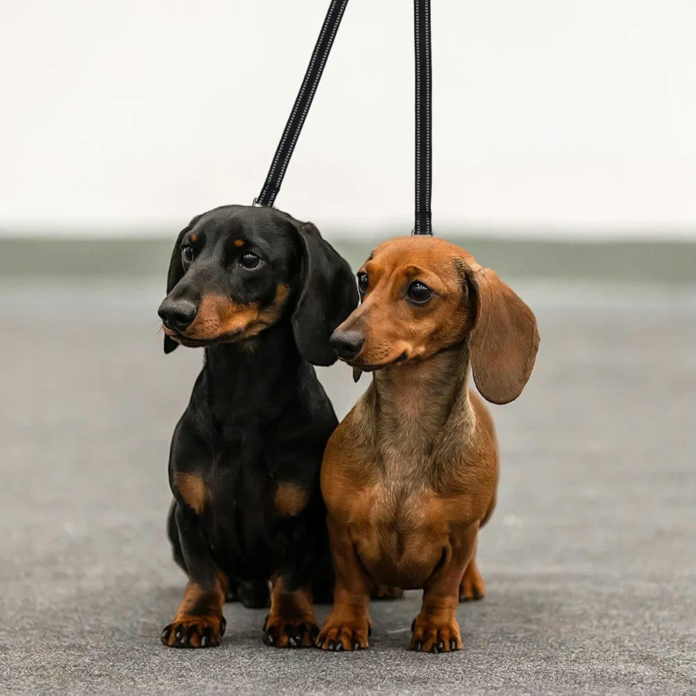 Correa Doble para Perros, Acoplador sin Enredo, Arnés Doble para Entrenamiento de Mascotas, Diámetro 2cm (Negro)