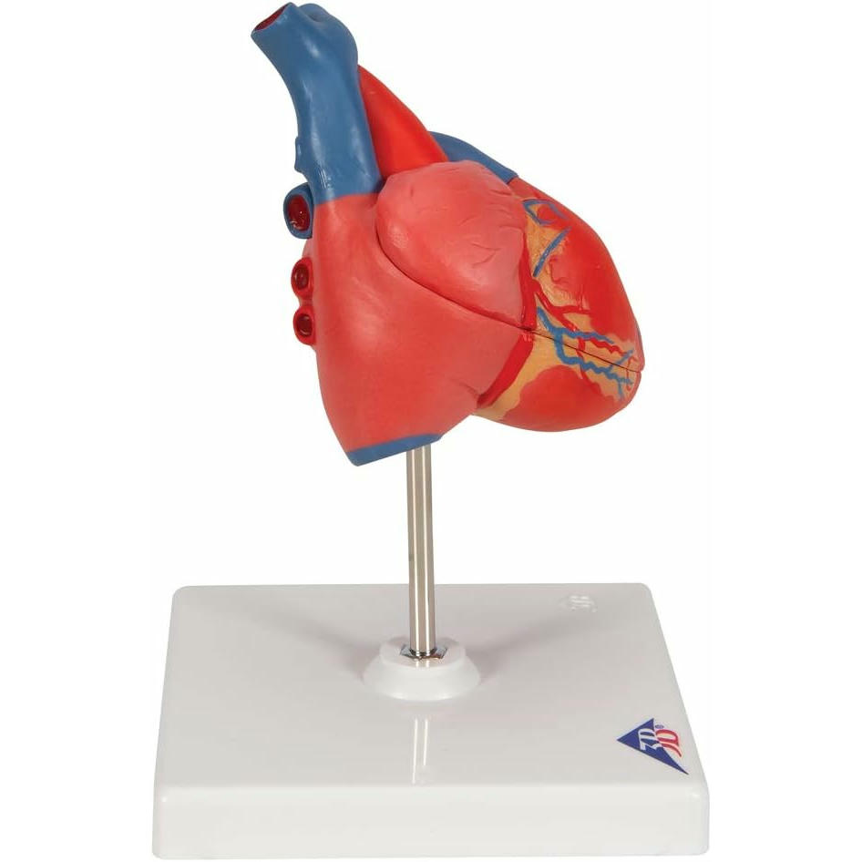 3B Scientific Modelo Anatómico Humano - Modelo Clásico de Corazón Humano, 2 Piezas + App de anatomía gratuita - 3B Smart Anatomy