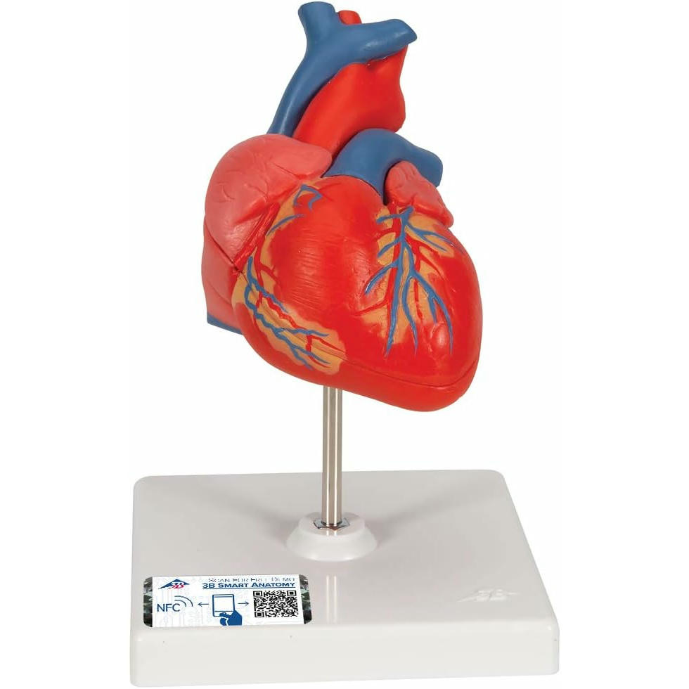 3B Scientific Modelo Anatómico Humano - Modelo Clásico de Corazón Humano, 2 Piezas + App de anatomía gratuita - 3B Smart Anatomy