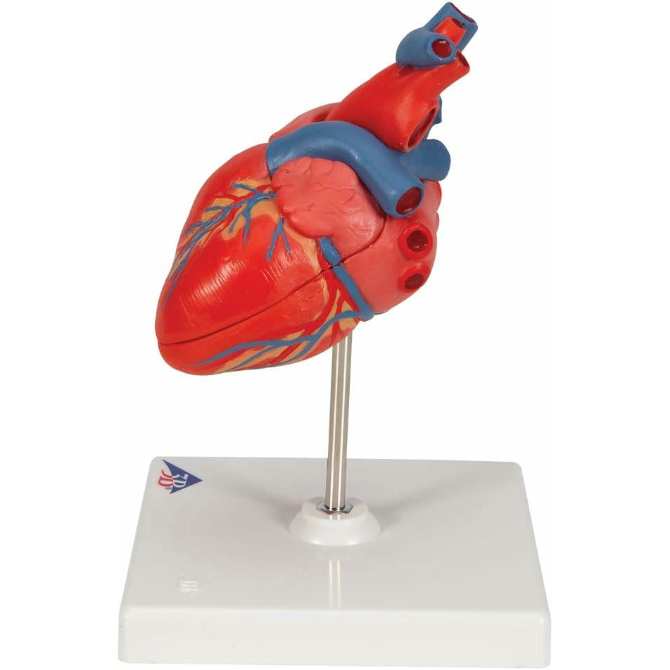 3B Scientific Modelo Anatómico Humano - Modelo Clásico de Corazón Humano, 2 Piezas + App de anatomía gratuita - 3B Smart Anatomy